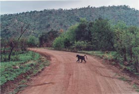 Baboon in Pilanesberg