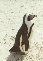 Pinguin